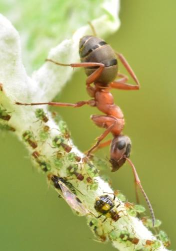 Réf. 268 297 : Formica (rufibarbis)
